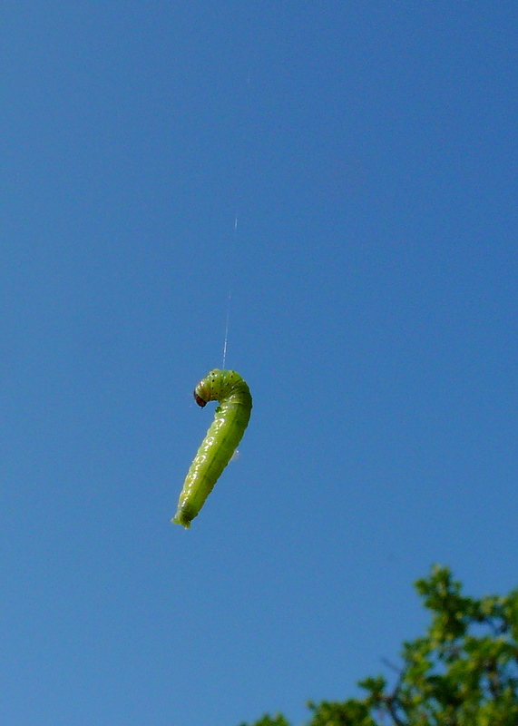 Il solitario